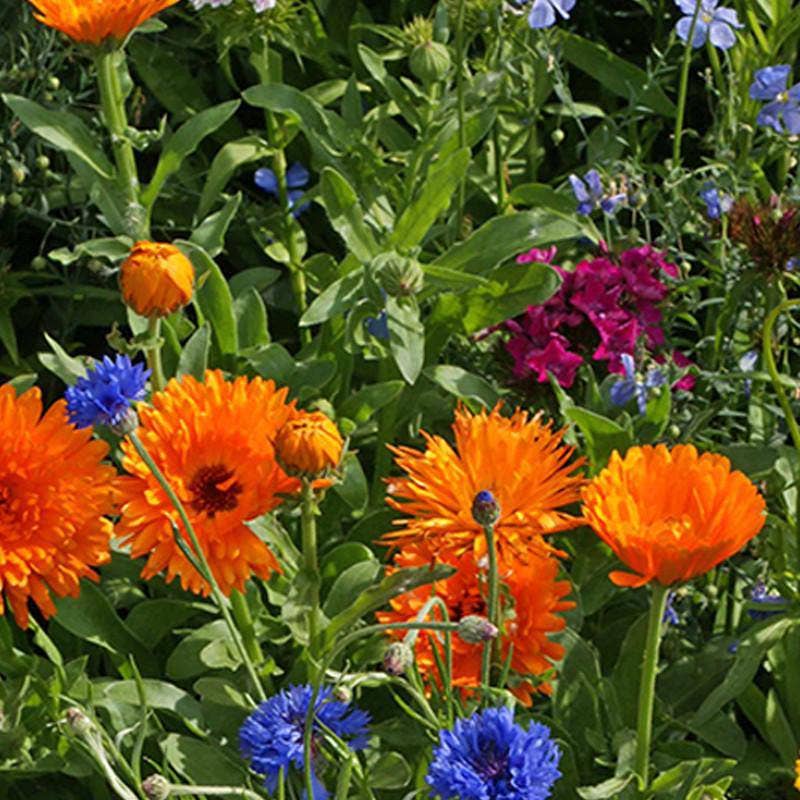 Wildflowers Annual Garden Seed Packets