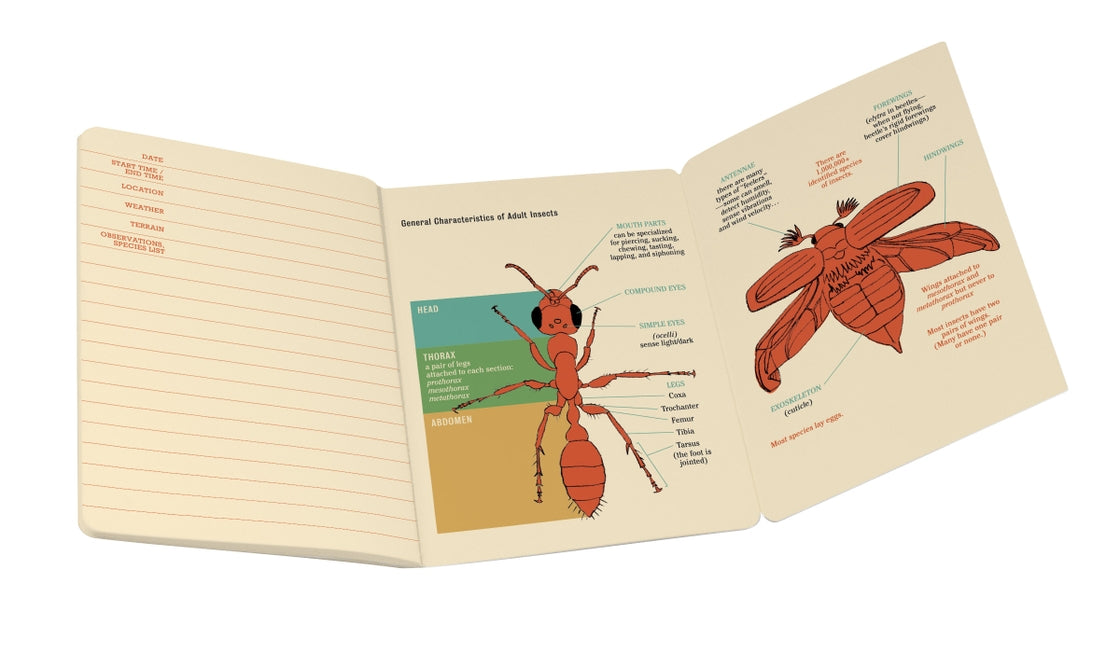 Entomology: An Insect Notebook