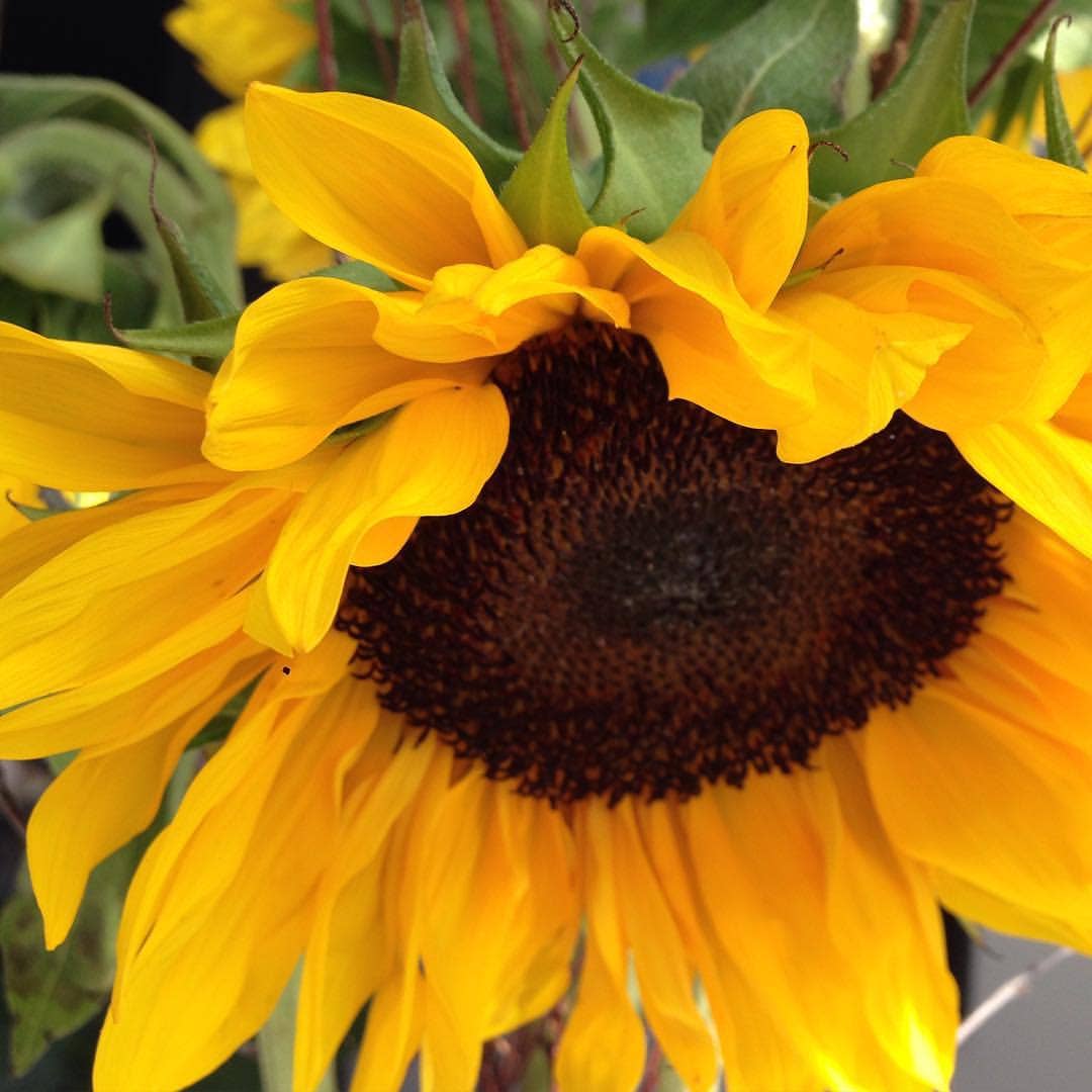 Sunflower Garden Sprinkles
