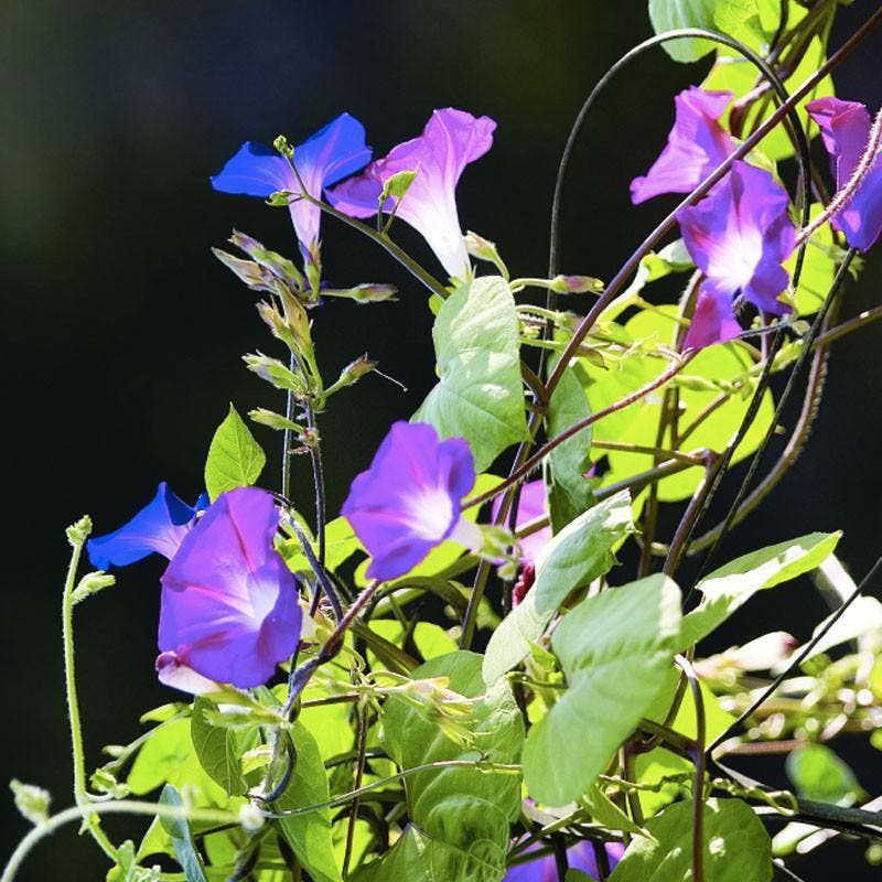 Morning Glory Heirloom Garden Seed Packets
