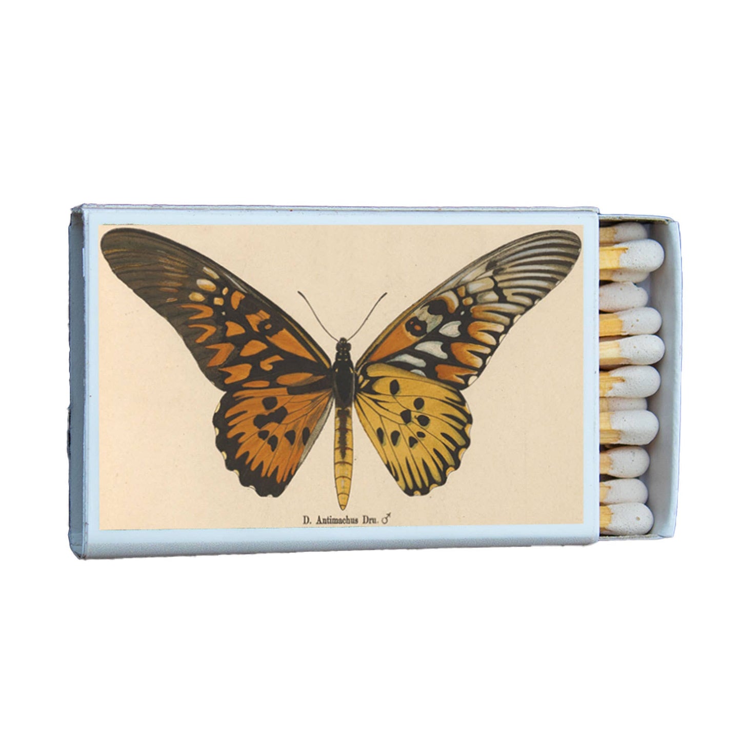Butterfly Antimachus Matchbox