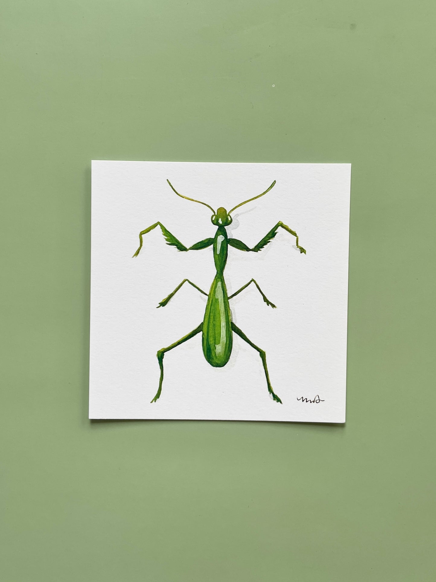 Praying Mantis Square Print - Megan Davies Art