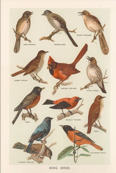 Songbirds Vintage Postcard
