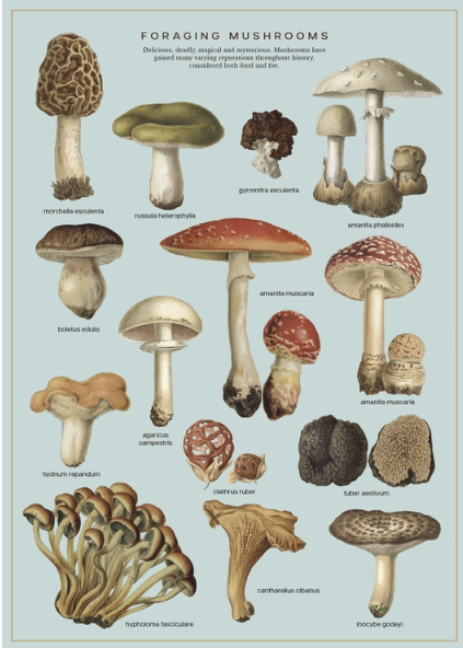 Foraging Mushrooms Botanical Print Poster