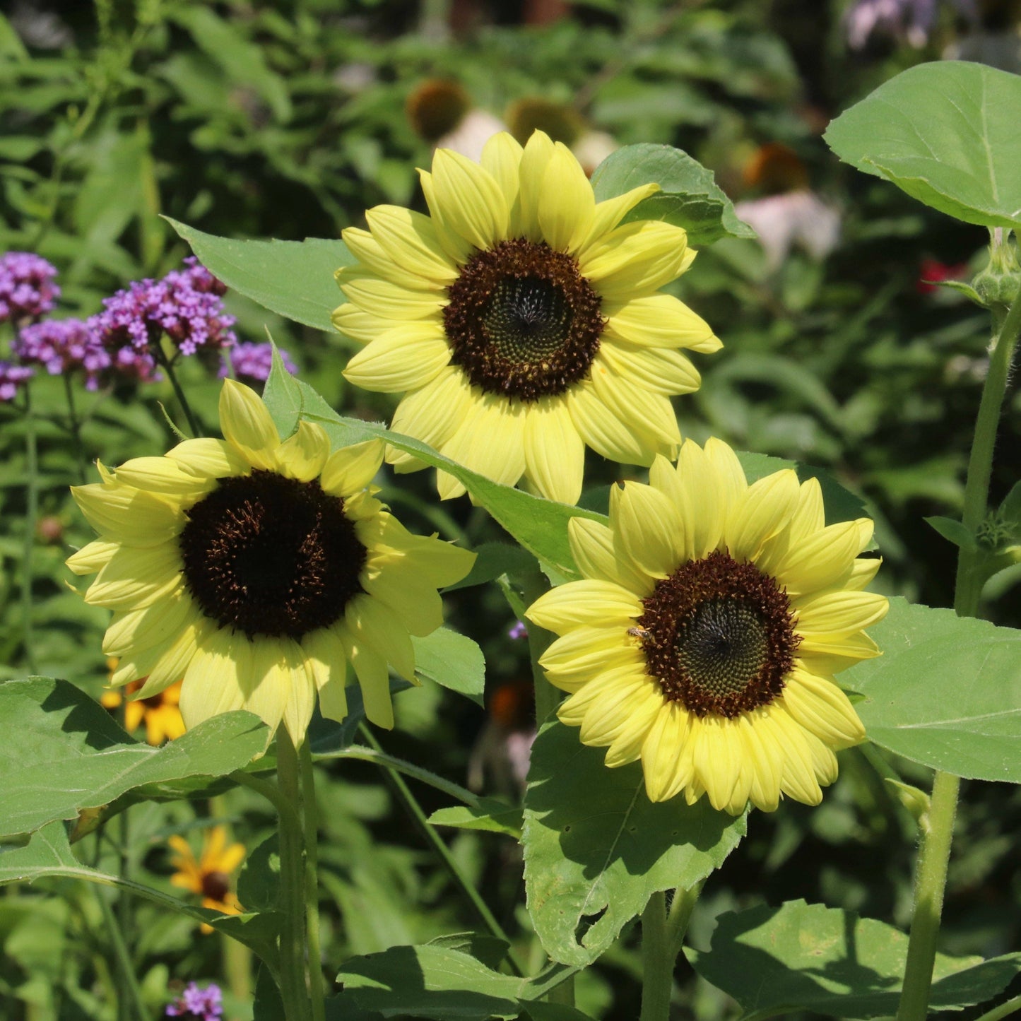 Sunflower Heirloom Garden Seed Packets