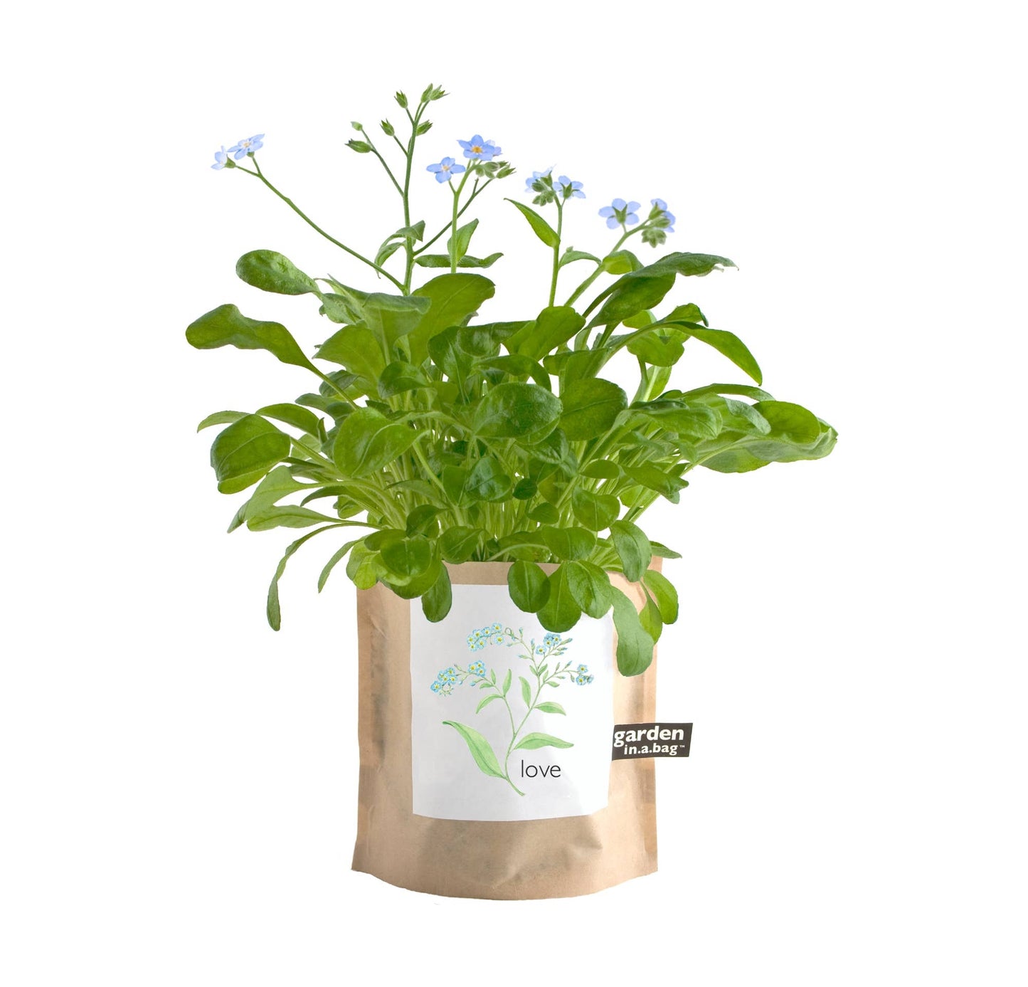 Forget-Me-Not Garden Sprinkles