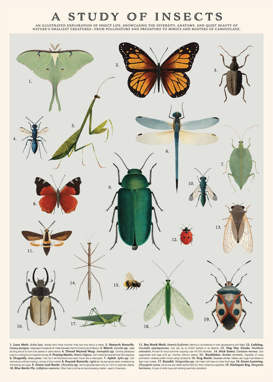 Study of Insects Vintage Poster