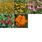 Wildflowers Garden Sprinkles