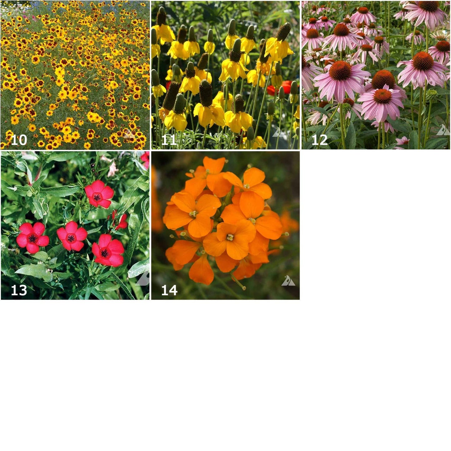Wildflowers Garden Sprinkles