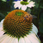 Honeybee Garden Sprinkles