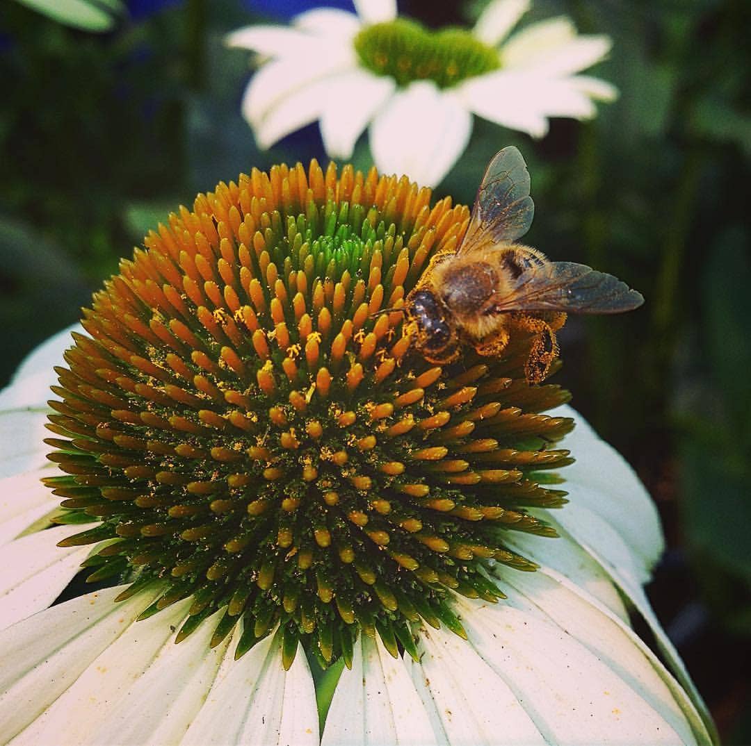 Honeybee Garden Sprinkles