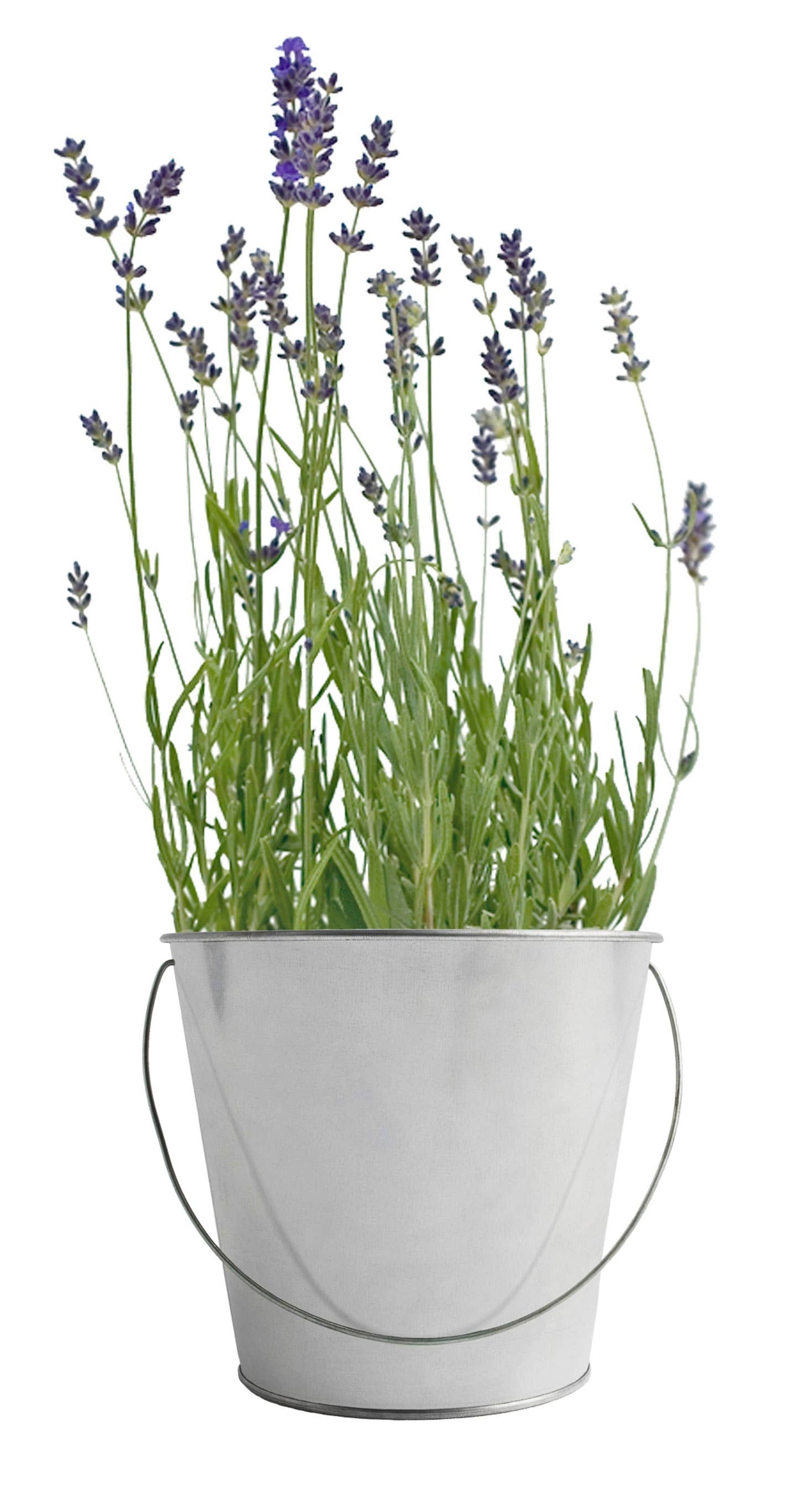 Lavender Garden in a Bag