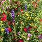 Hummingbird Garden Sprinkles