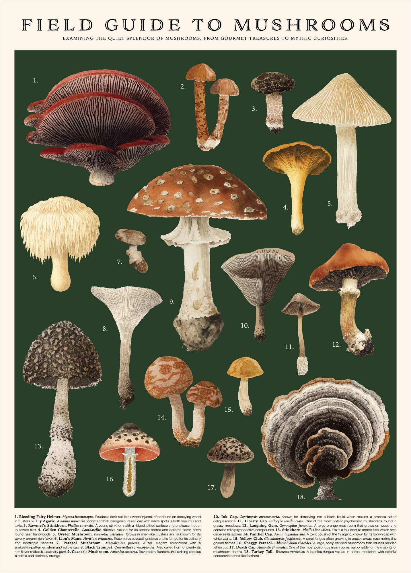 Mushroom Collection Poster