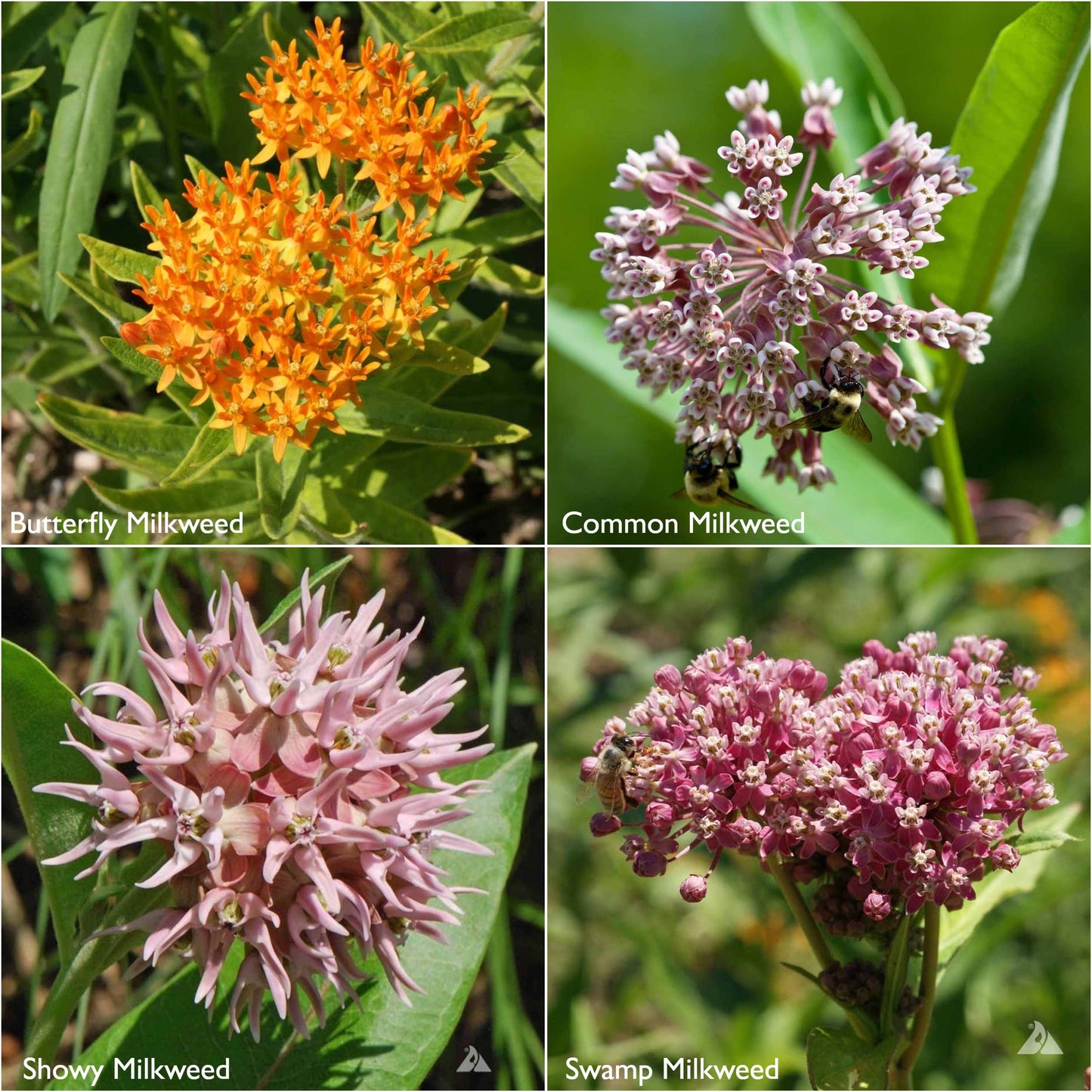 Monarch  Milkweed Garden Sprinkles