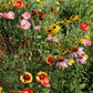 Wildflowers Garden Sprinkles