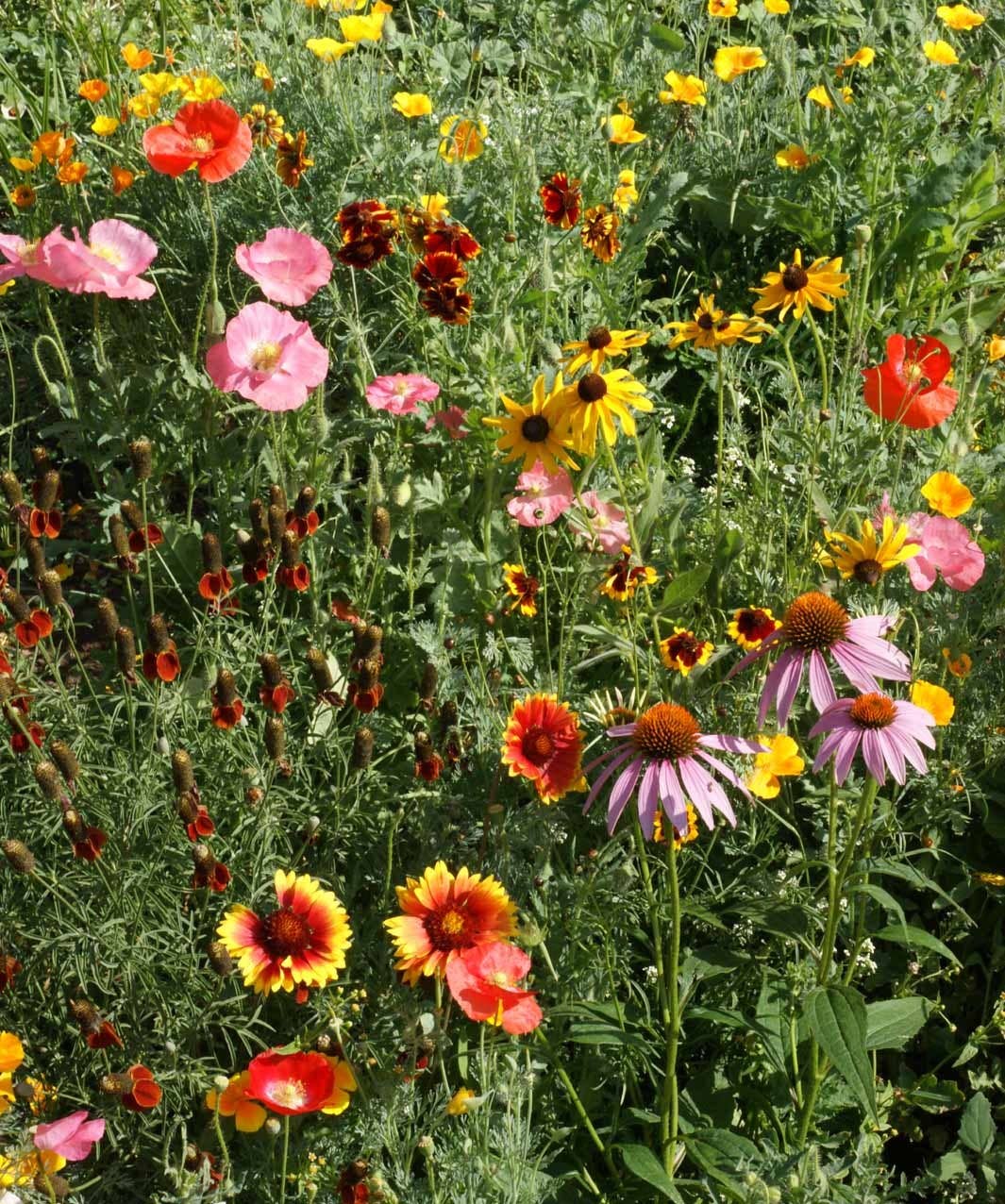 Wildflowers Garden Sprinkles