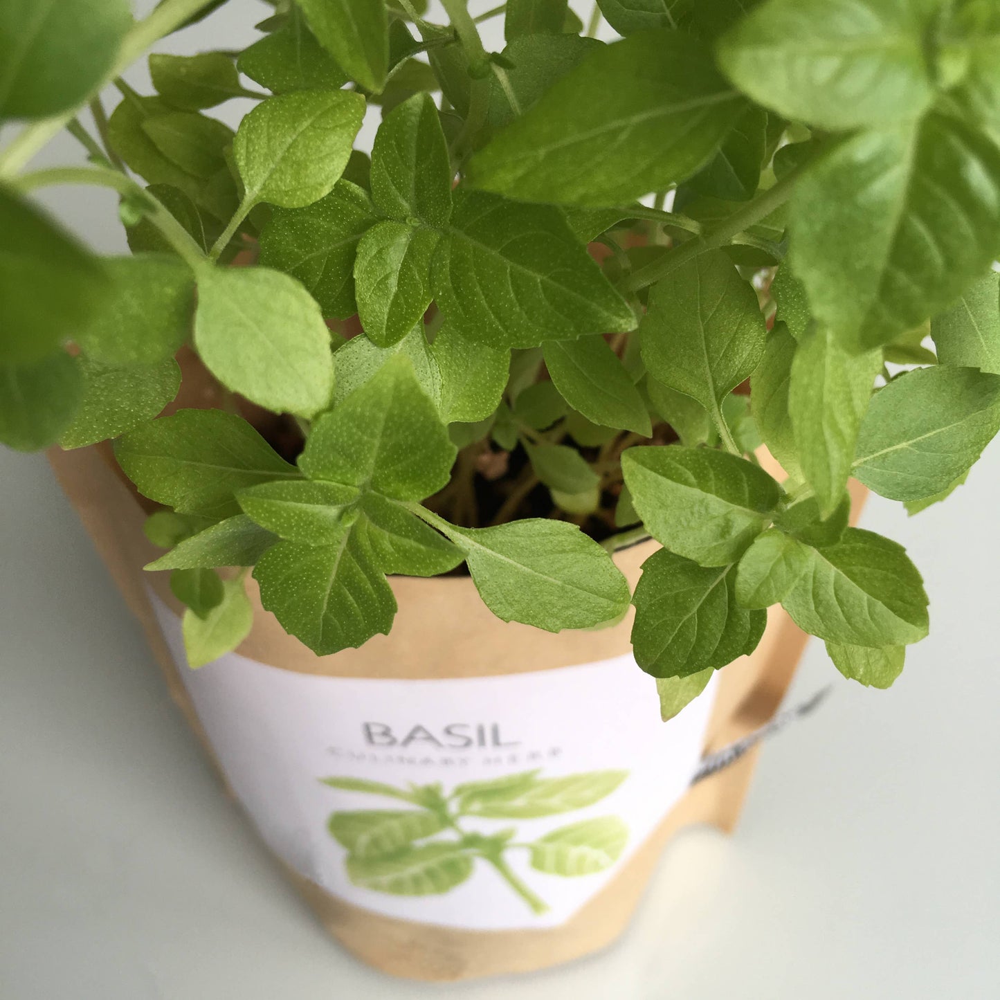 Basil Garden in a Bag