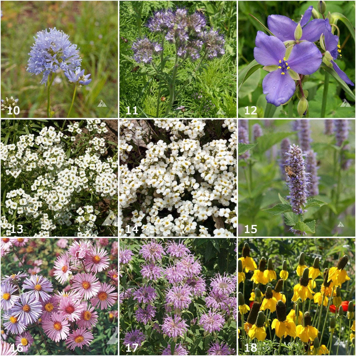 Honeybee Garden Sprinkles