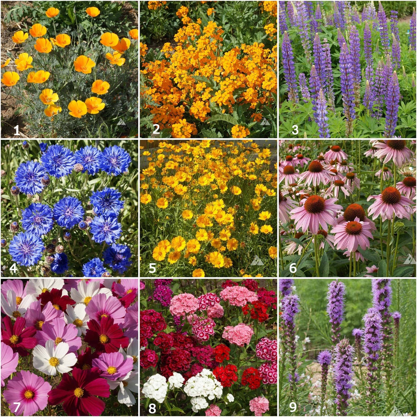 Butterfly Habitat Flower Seed Tin