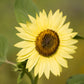 Sunflower Heirloom Garden Seed Packets