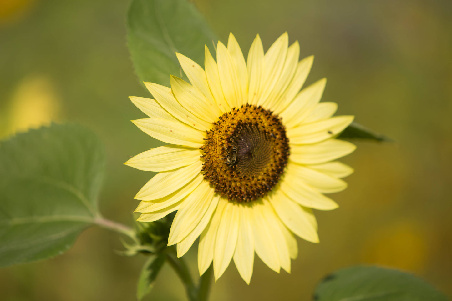 Sunflower Heirloom Garden Seed Packets