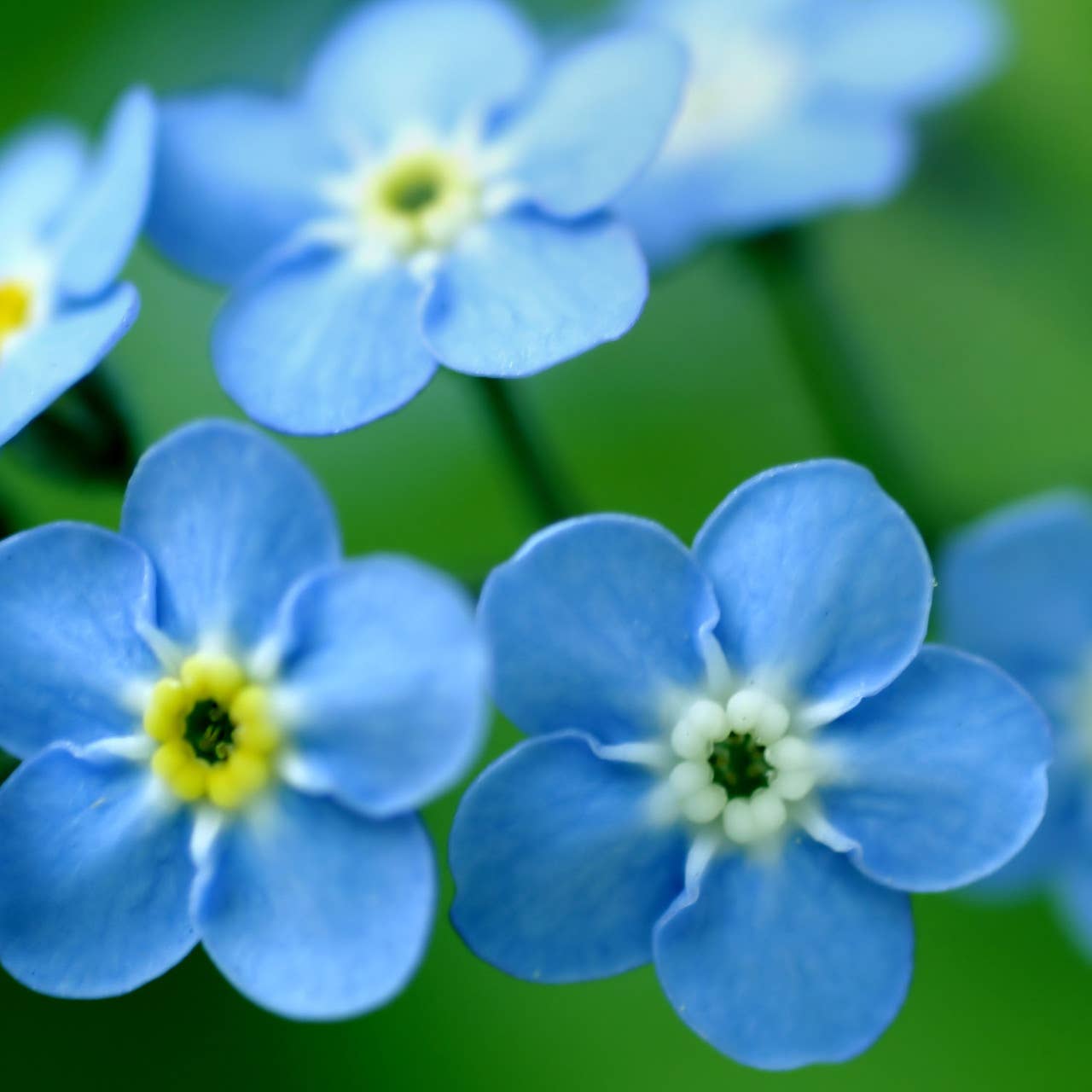 Forget-Me-Not Garden Sprinkles