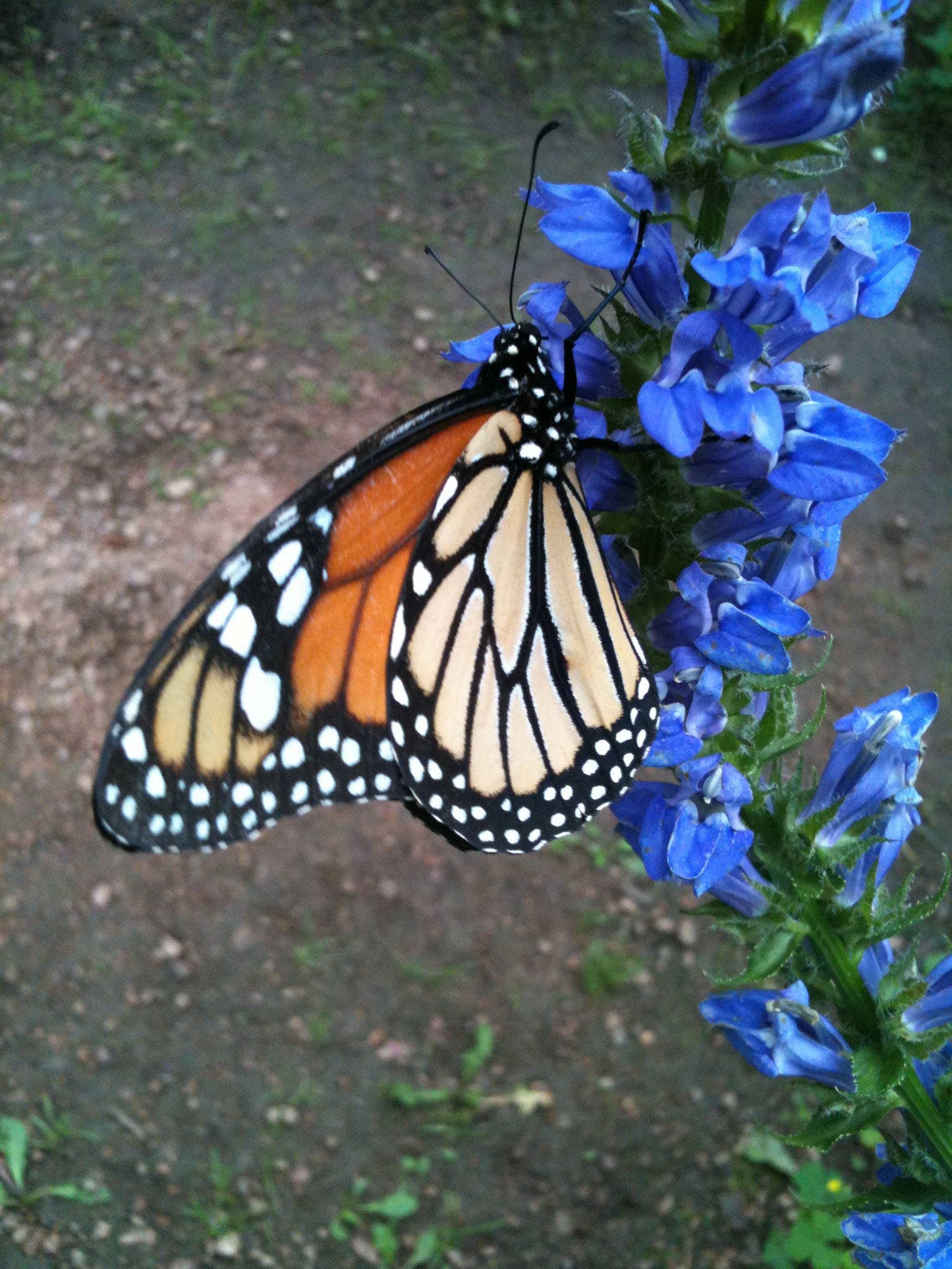 Monarch  Milkweed Garden Sprinkles