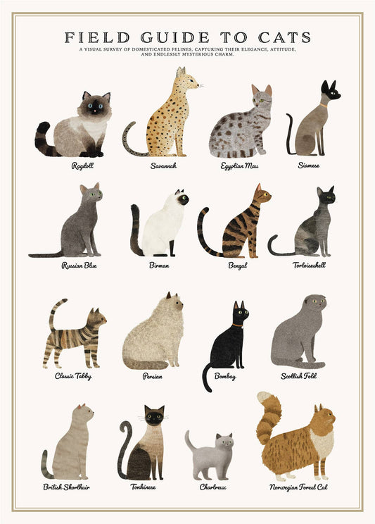 Cat Catolog Poster