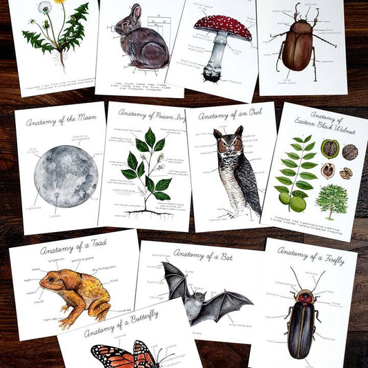 Backyard Nature Art Print Set - Anatomy