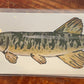 Fish Prints Meg Davies