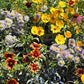 Honeybee Garden Sprinkles