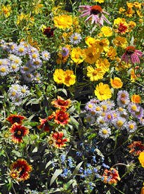 Honeybee Garden Sprinkles