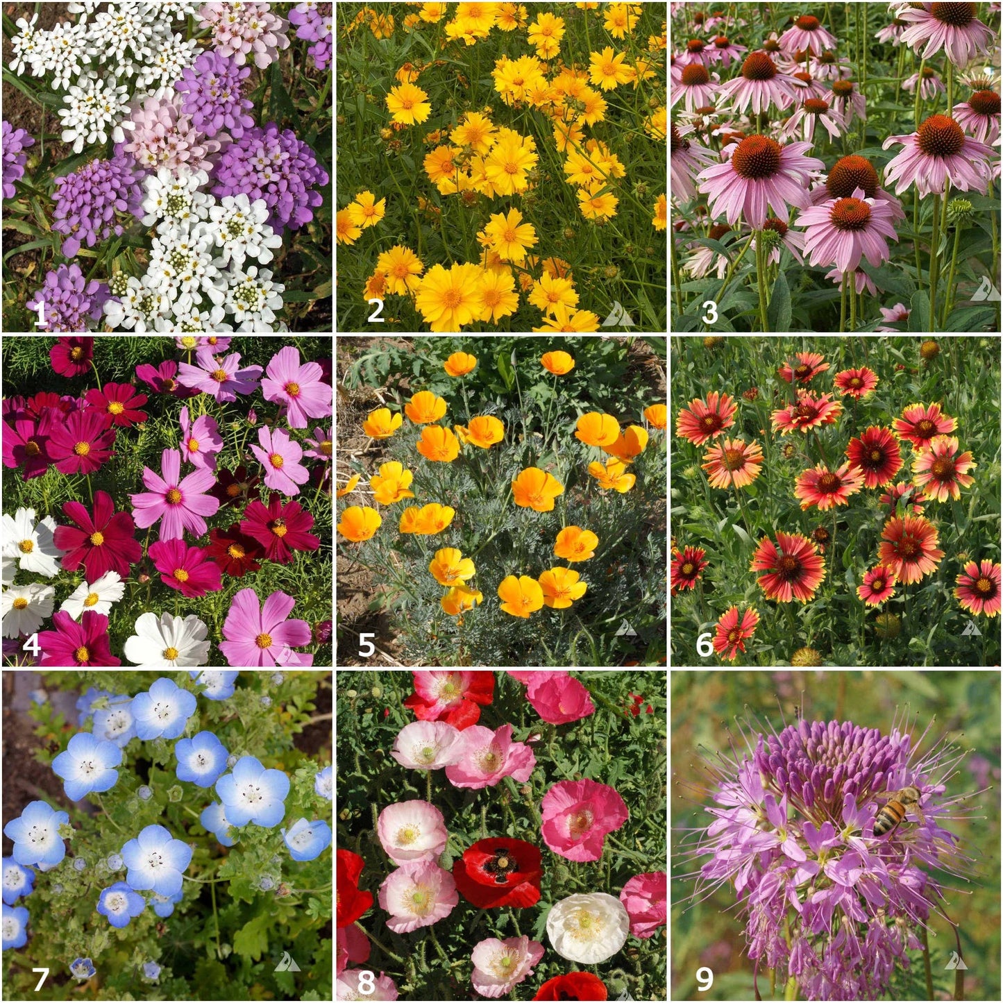 Honeybee Garden Sprinkles