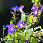 Morning Glory Heirloom Garden Seed Packets