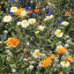 Wildflowers Annual Garden Seed Packets