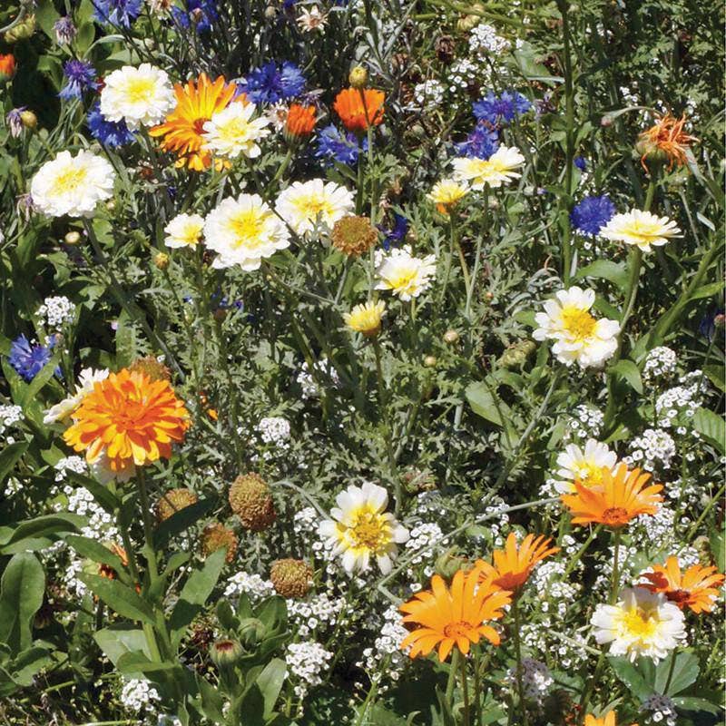 Wildflowers Annual Garden Seed Packets