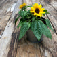 Sunflower Garden Sprinkles