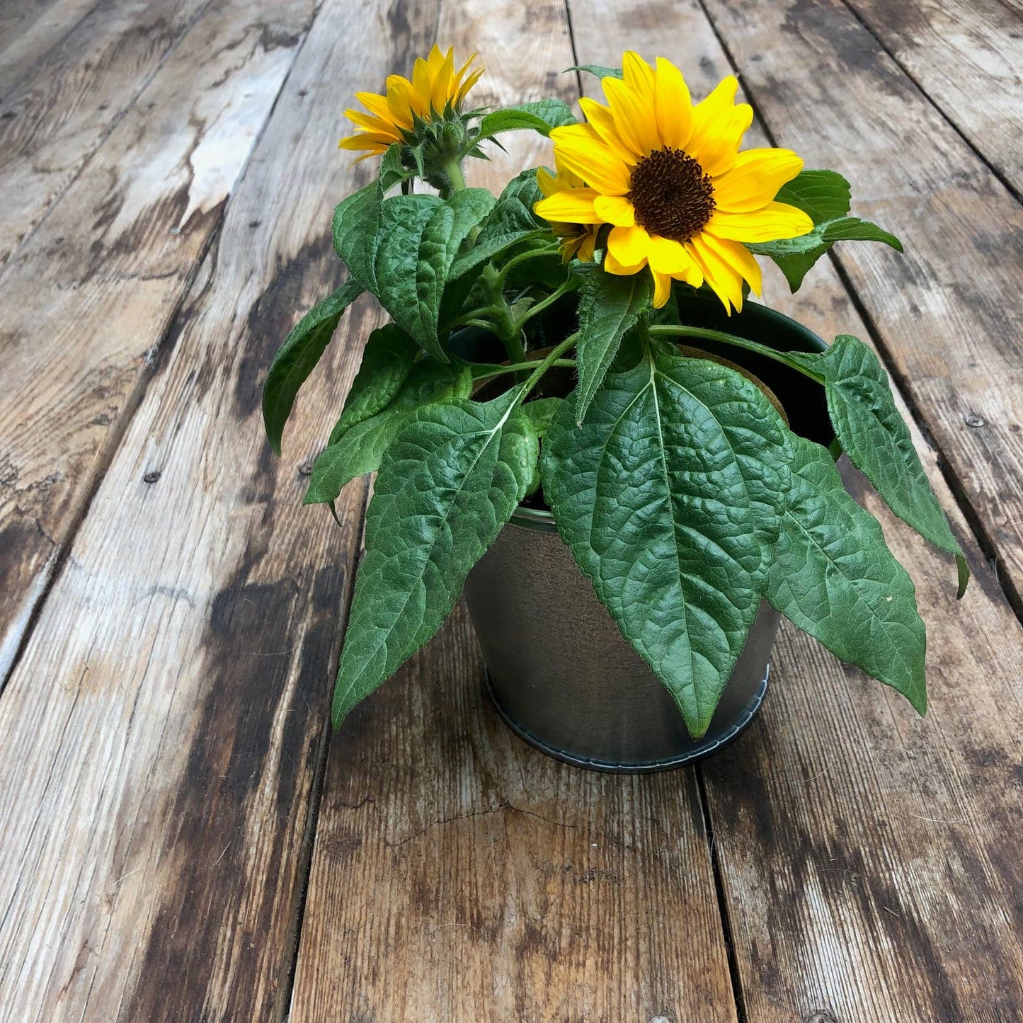 Sunflower Garden Sprinkles