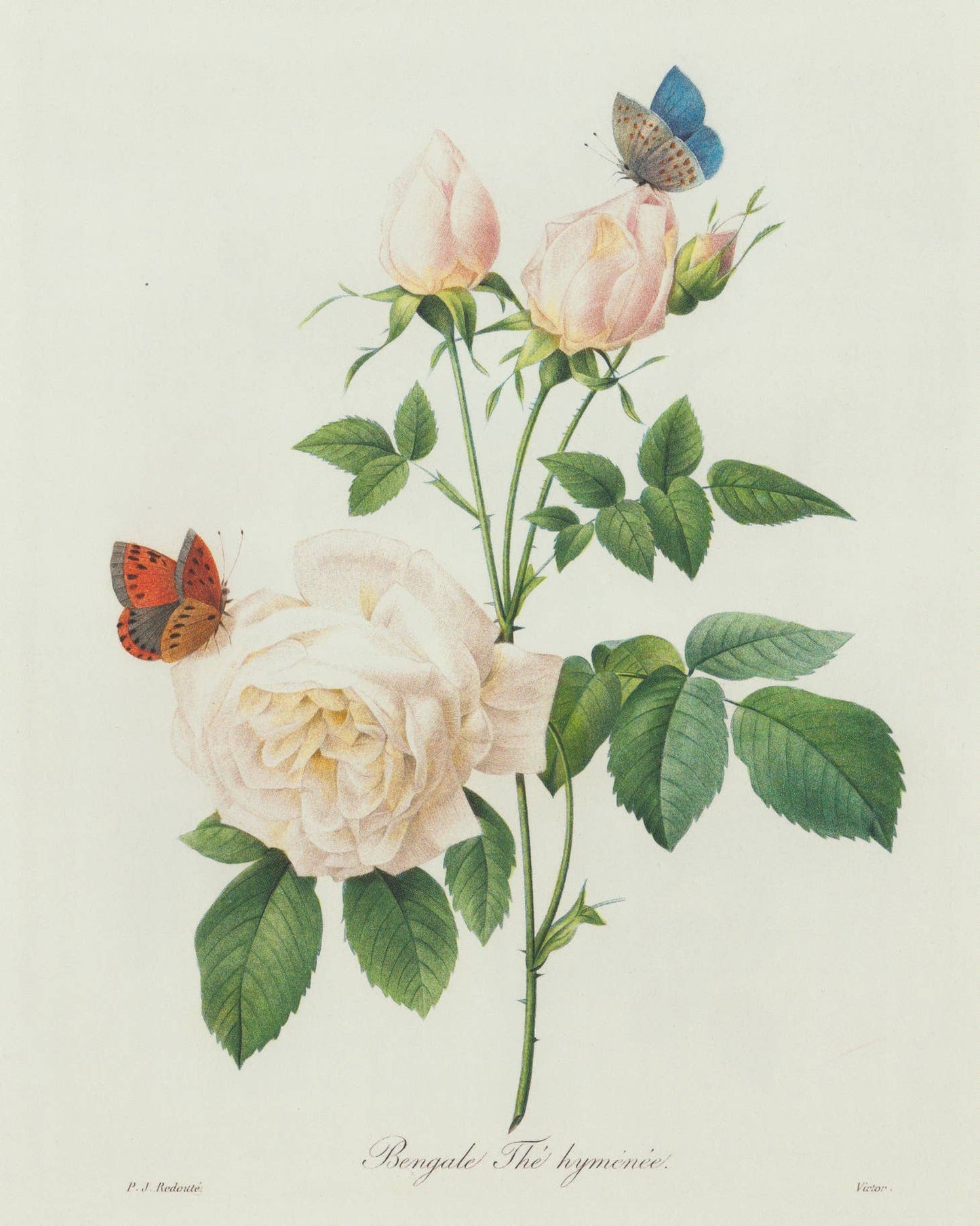Vintage-Inspired Botanical Print - Butterfly Rose