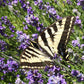 Butterfly Habitat Flower Seed Tin