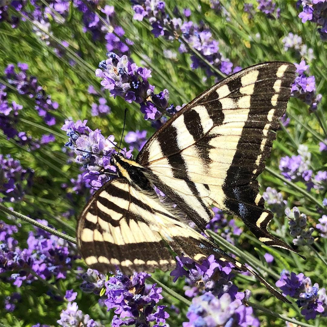 Butterfly Habitat Flower Seed Tin