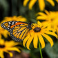 Monarch  Milkweed Garden Sprinkles
