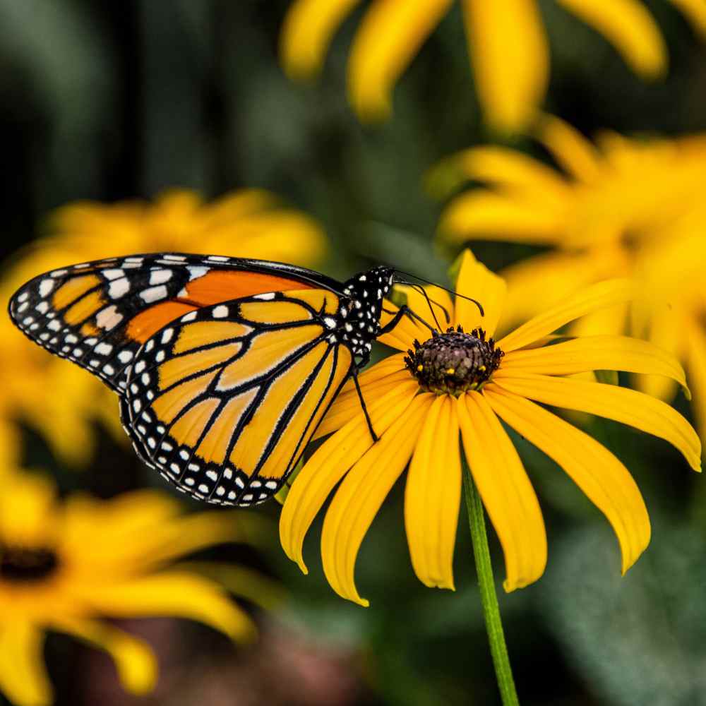 Monarch  Milkweed Garden Sprinkles