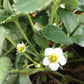 Strawberry Garden in a Bag