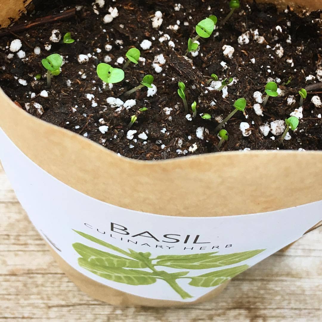 Basil Garden in a Bag