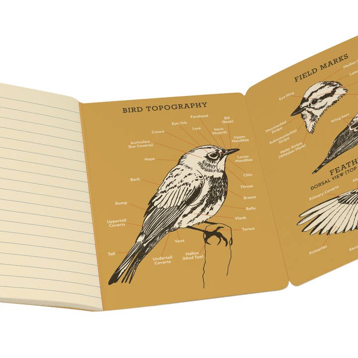 Birdwatching: An Ornithology Notebook