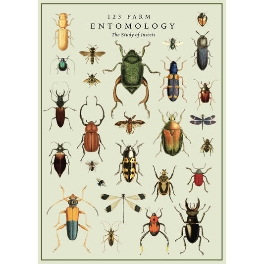 Feelin' Buggy Entomology Poster