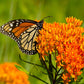 Monarch  Milkweed Garden Sprinkles