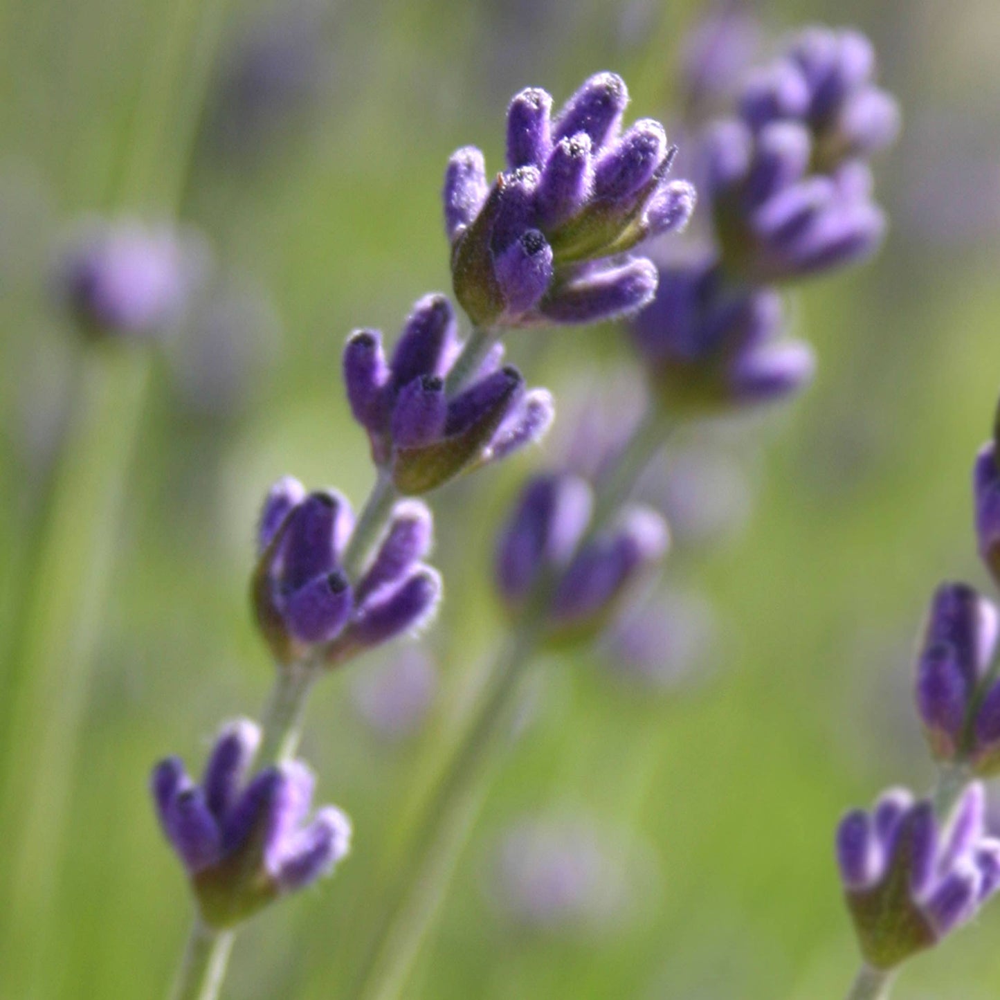 Lavender Garden Sprinkles
